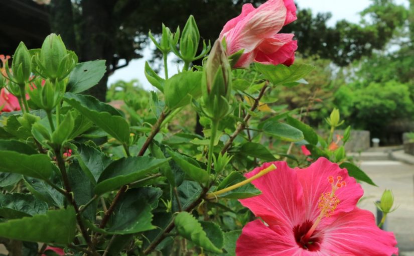 宮古島産の沖縄在来種「あかばなぁ🌺」