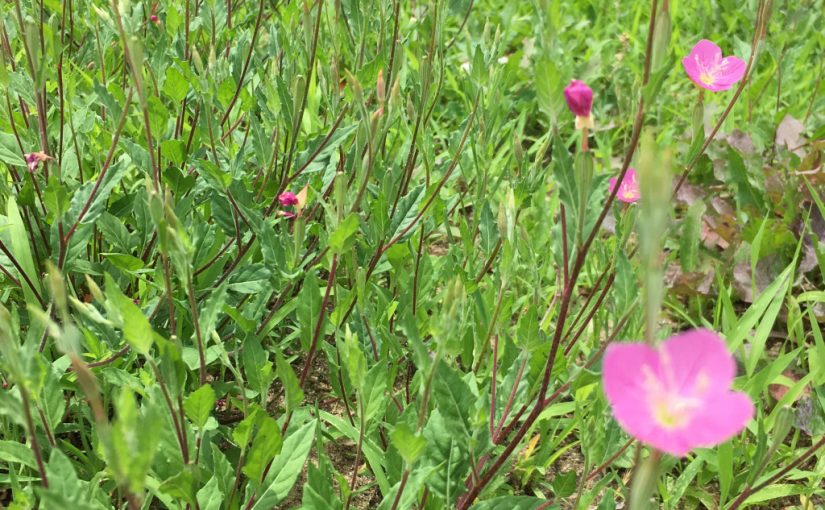 人の行く裏に道あり花の山。